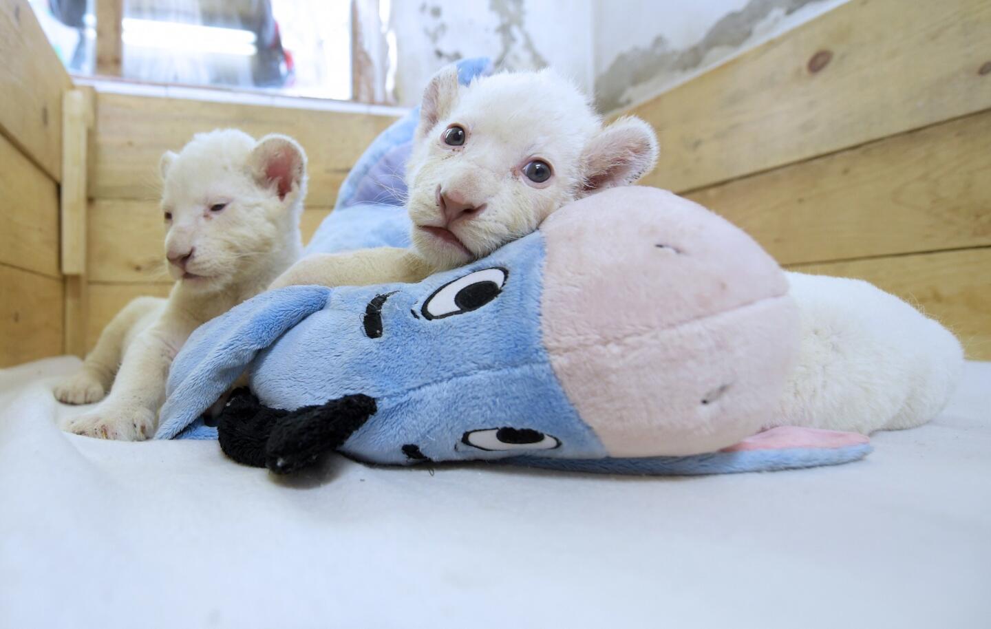 Three-week-old white lion cubs play with a stuffed toy at the Belgrade Zoo on Oct. 20.
