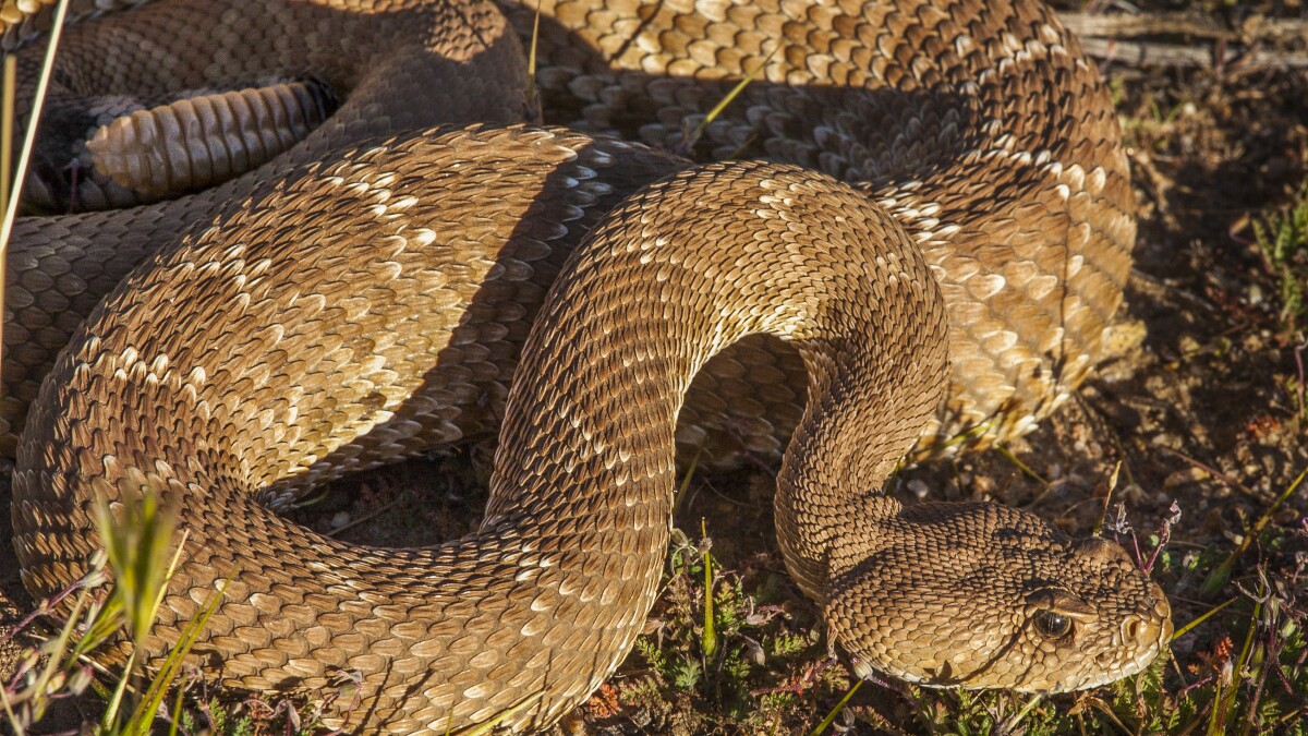 Serpientes de cascabel