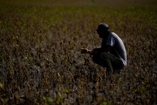 El ingeniero agrónomo Guillermo Lionel Cuitino sostiene una planta de soya arruinada por la sequía, el lunes 20 de marzo de 2023, en Pergamino, Argentina. (AP Foto/Natacha Pisarenko)
