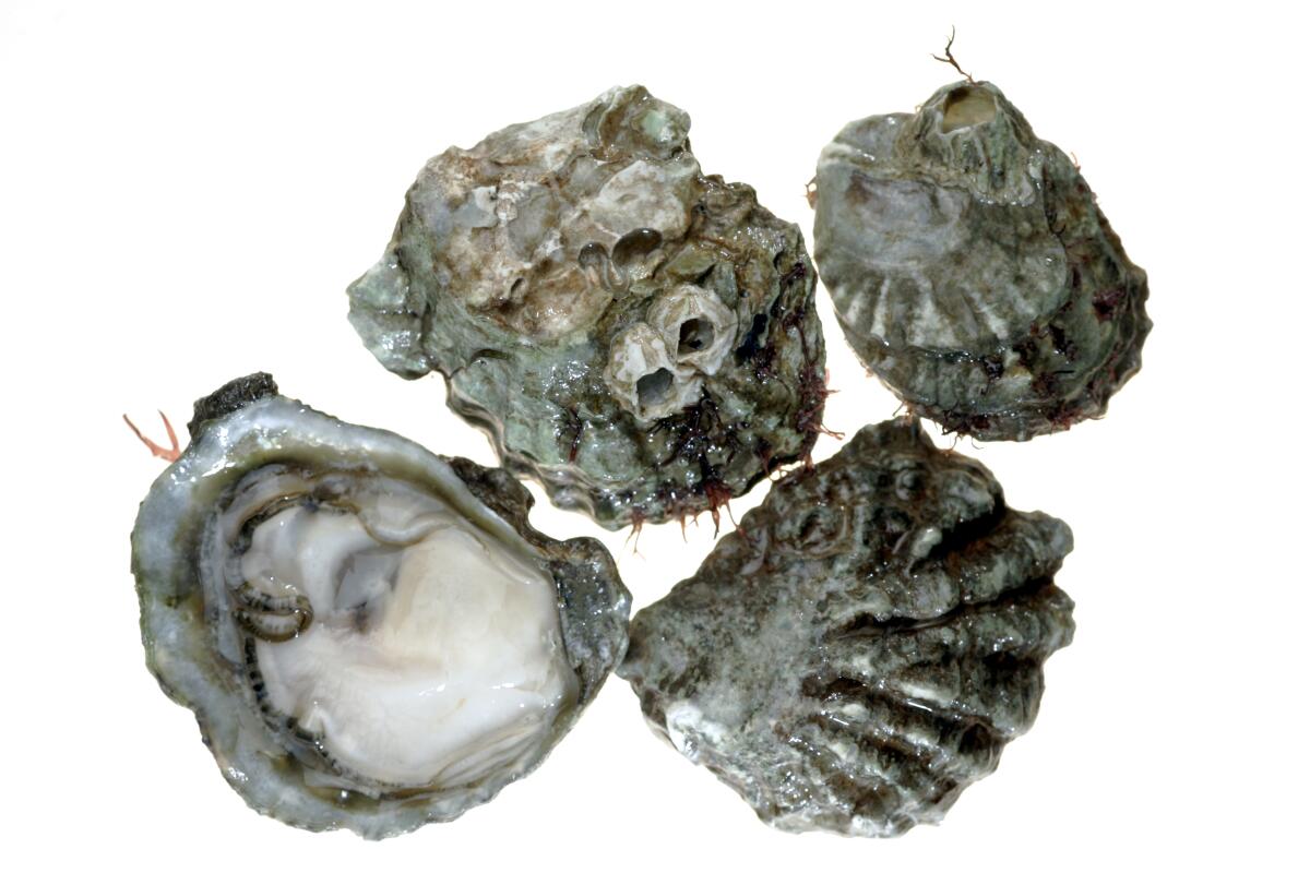 Variety of seashells including oysters (Ostrea), file clams (Lima