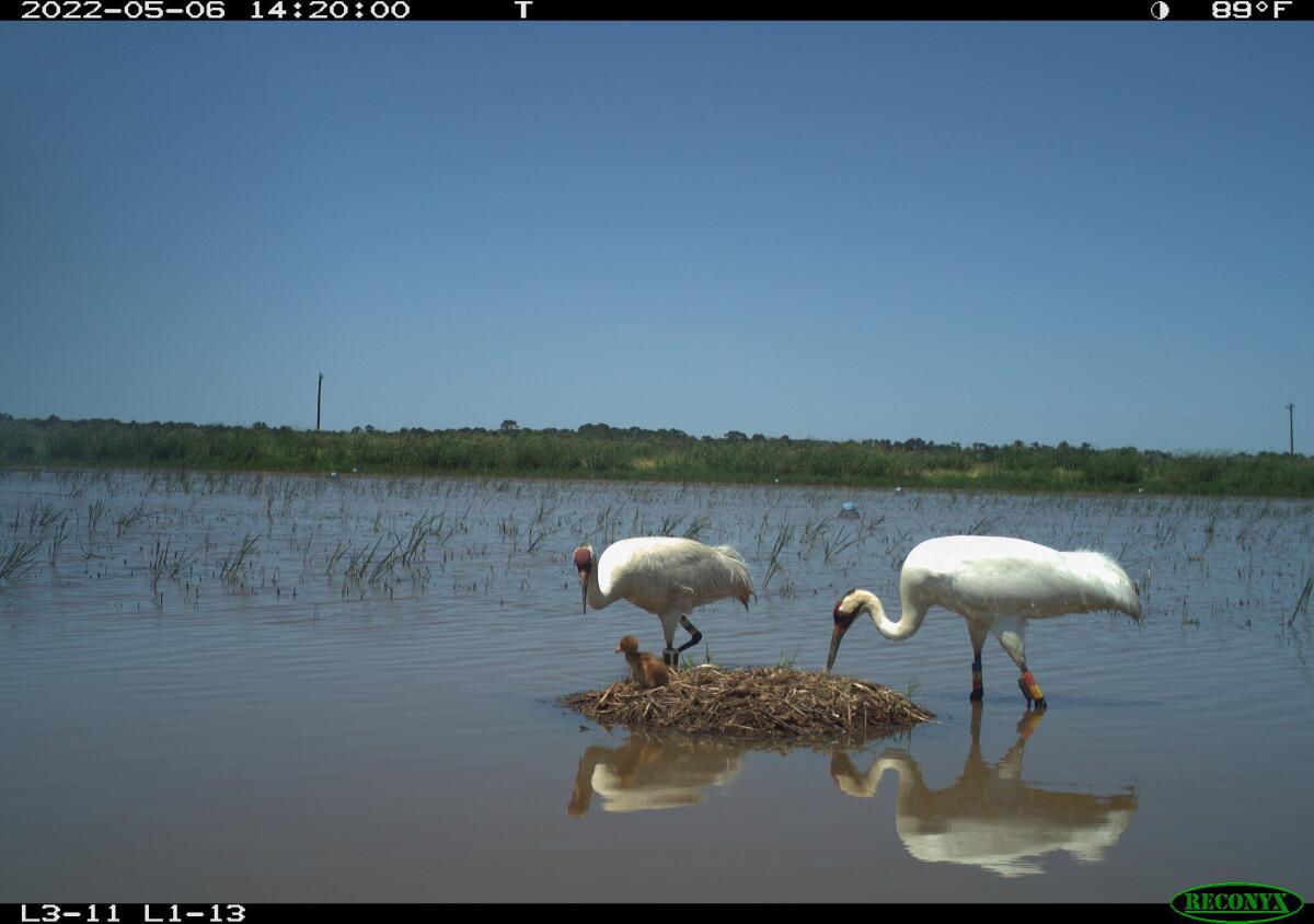 In this image obtained via trail camera and provided by the Louisiana Department of Wildlife and Fisheries, two adult whooping cranes, one female and the other male, stand over a one-day-old chick in Allen Parish, La., on May 6, 2022. A record eight whooping crane chicks have taken wing in Louisiana after hatching in the wild. It’s not just a record for fledglings of the world's rarest crane in Louisiana, but for any flock of the endangered birds reintroduced to the wild, the state Department of Wildlife and Fisheries said Thursday, Sept. 8, 2022. (Louisiana Department of Wildlife and Fisheries via AP)