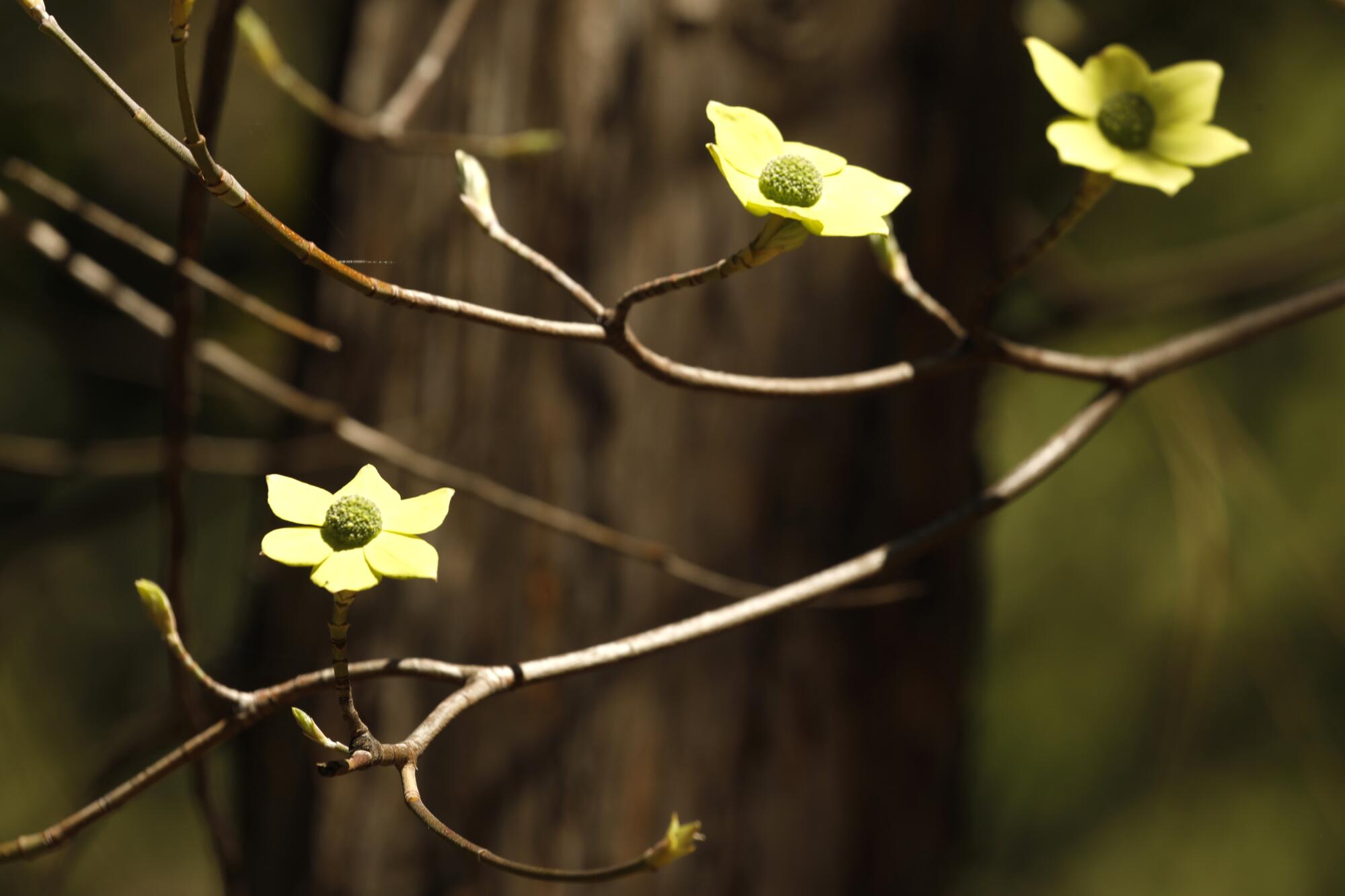 Closeup of yellow flowers on a thin branch