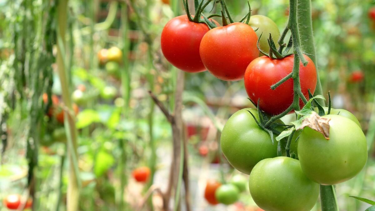 A master gardener shares 6 secrets for planting tomatoes - Los Angeles Times