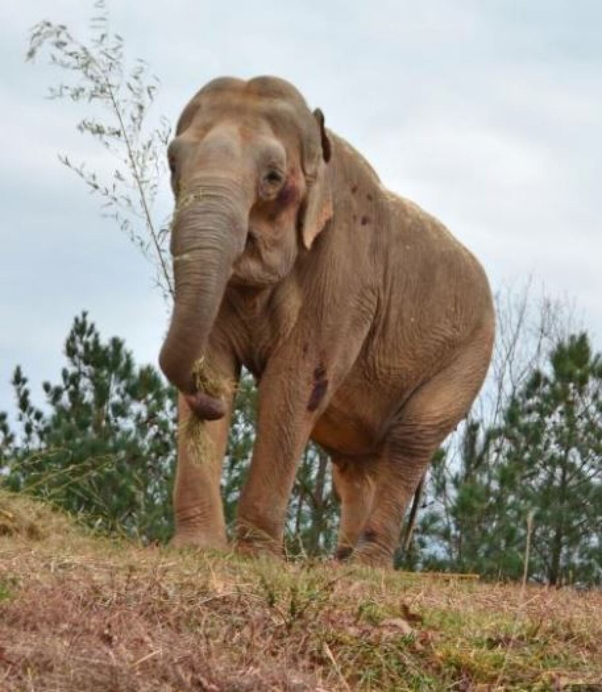Inga considers the best gift she ever gave a child was to "adopt" for her granddaughter an Asian elephant named Shirley.