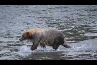 A minute away: Bathing bears, falling man, Naknek Lake, Alaska