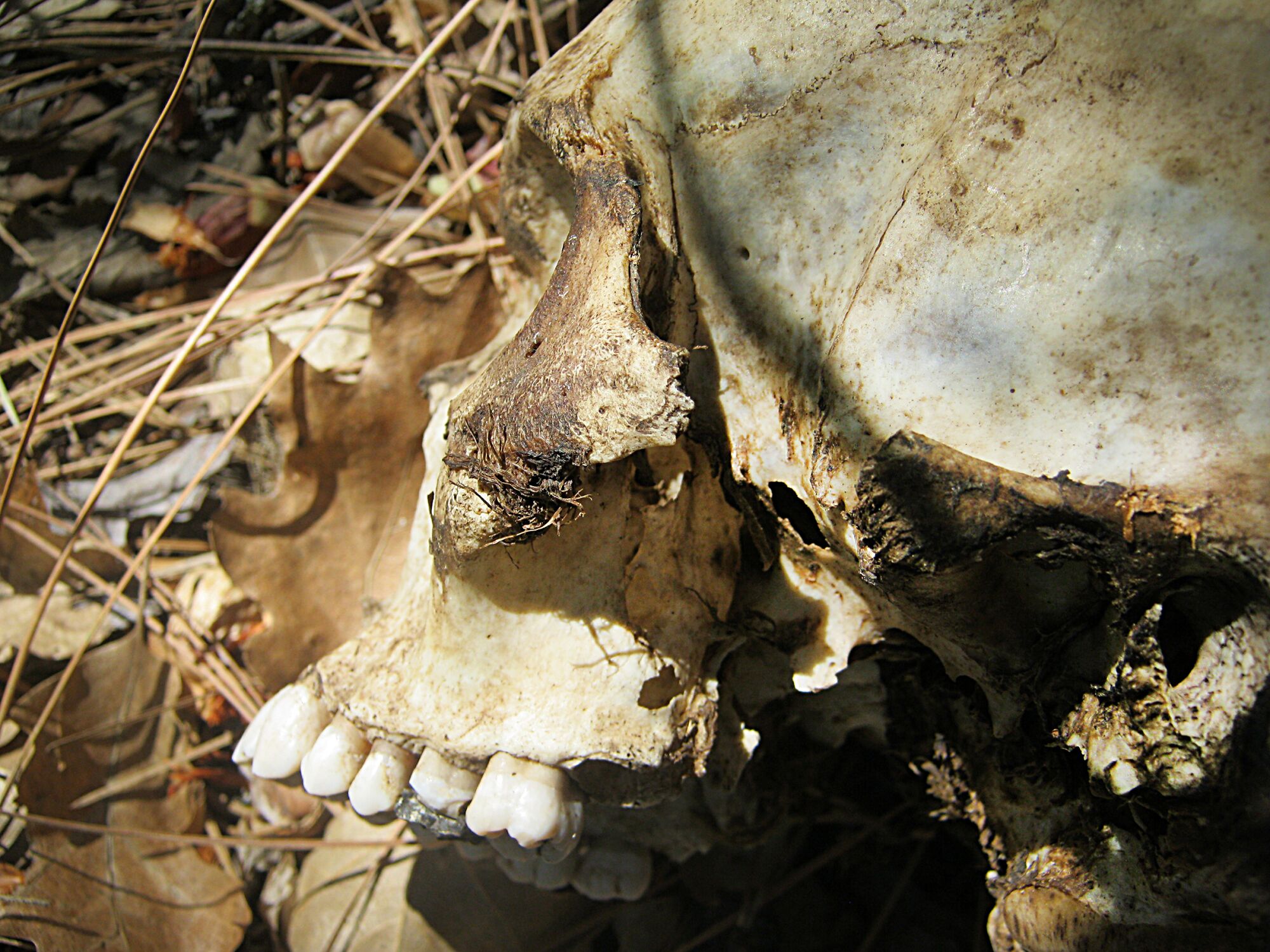 A skull found in August 2013 in Stanislaus National Forest