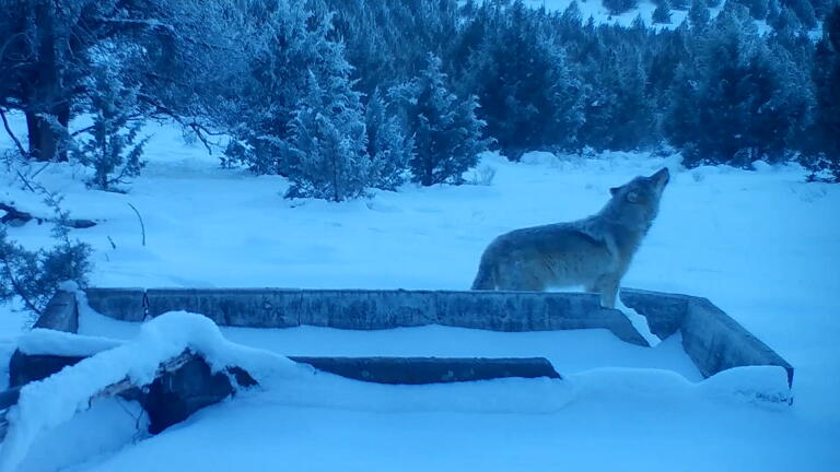 Dolan Wolves California wolves are on the comeback and eating cattle. Ranchers say ...