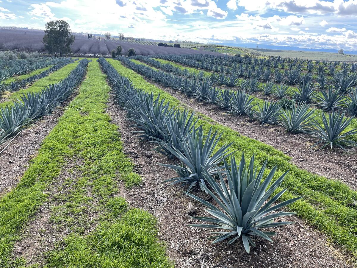 Rows of agave plants grow in Yolo County.