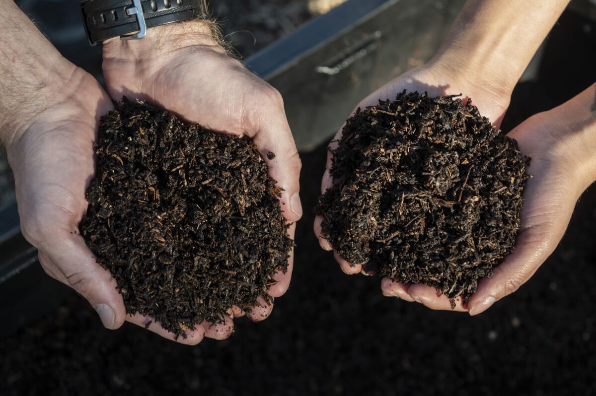Two pairs of hands hold compost.