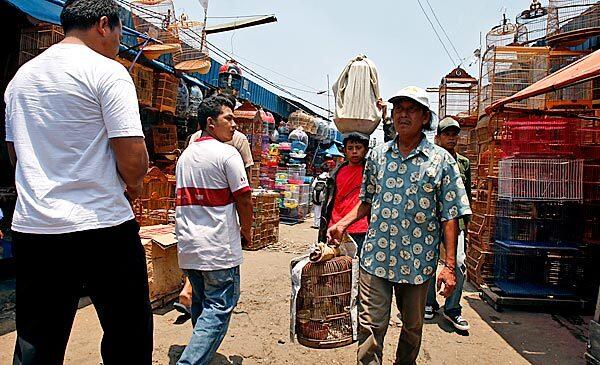 The Jatinegara Market in Jakarta, Indonesia, bustles daily with people buying and selling all kinds of animals, legally and illegally. Poaching has become one of the biggest environmental problems in Indonesia, where nearly every species of animal out of 230 on the country's endangered species list can be bought at the capital's teeming market.