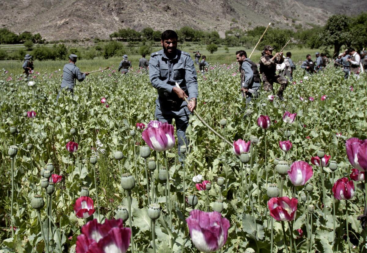Afghan policemen destroy an opium poppy field in Noorgal, Kunar province, east of Kabul, in April 2013.