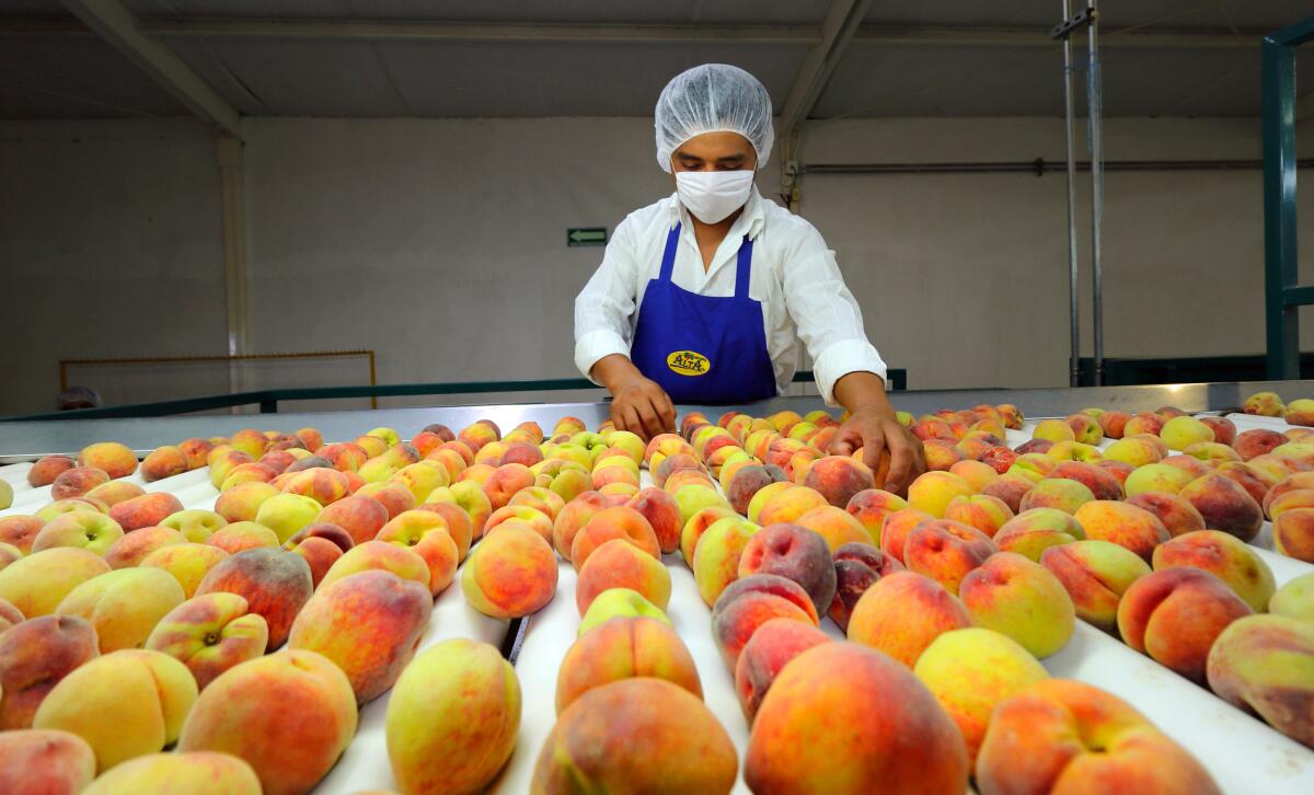 An employee works at Divine Flavor's fruit dispatch in Hermosillo, Sonora, Mexico.