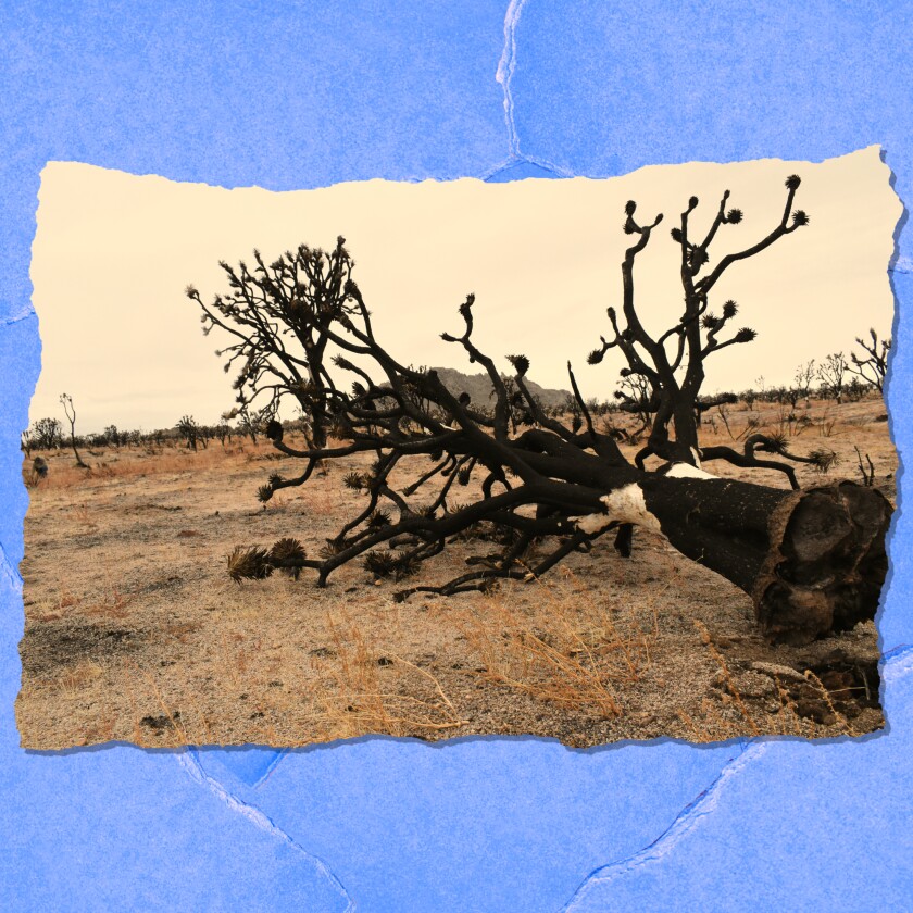 A blackened tree lies toppled on the ground.