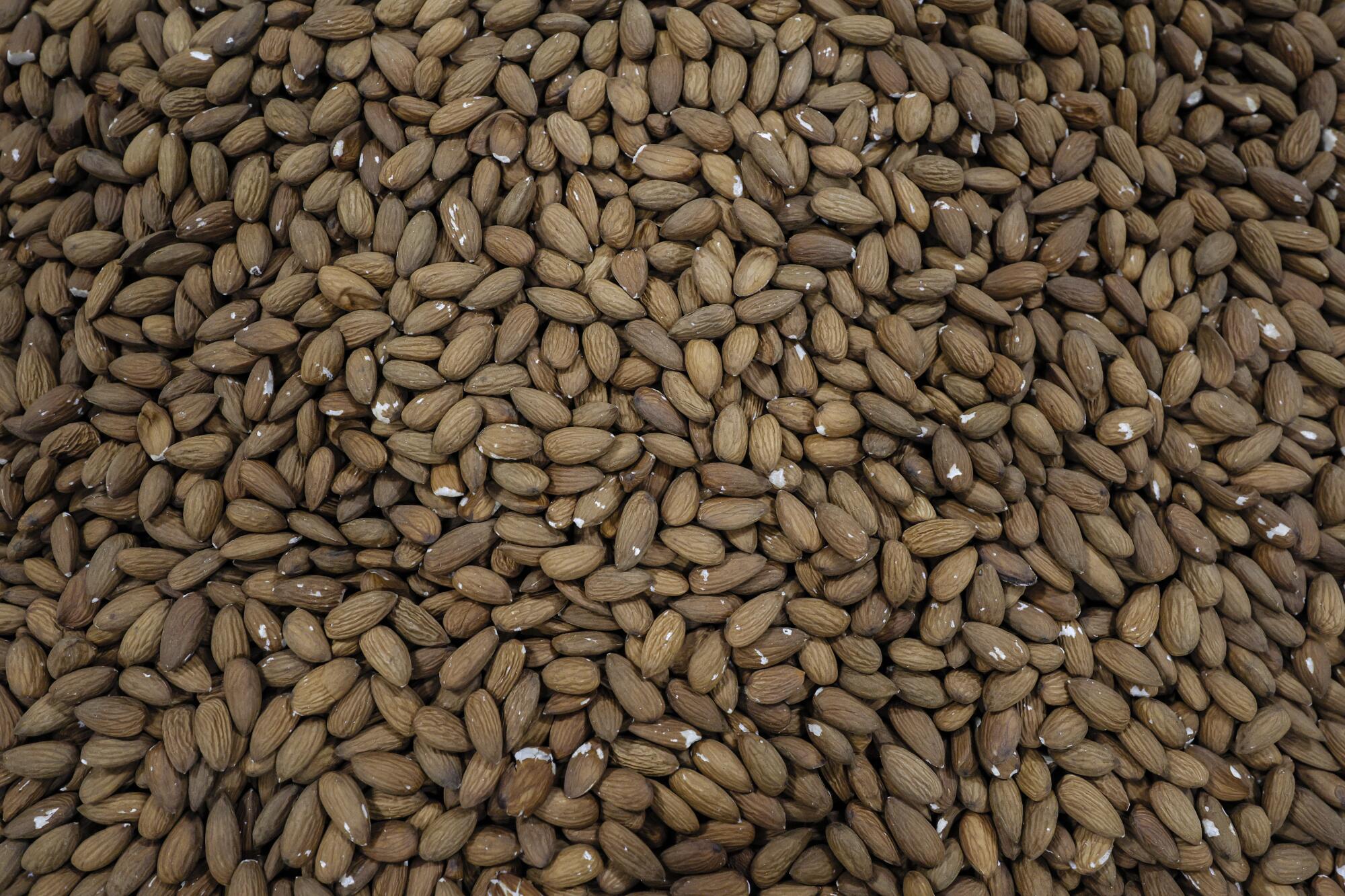 Almonds in a bin at Phippen farm in Manteca.