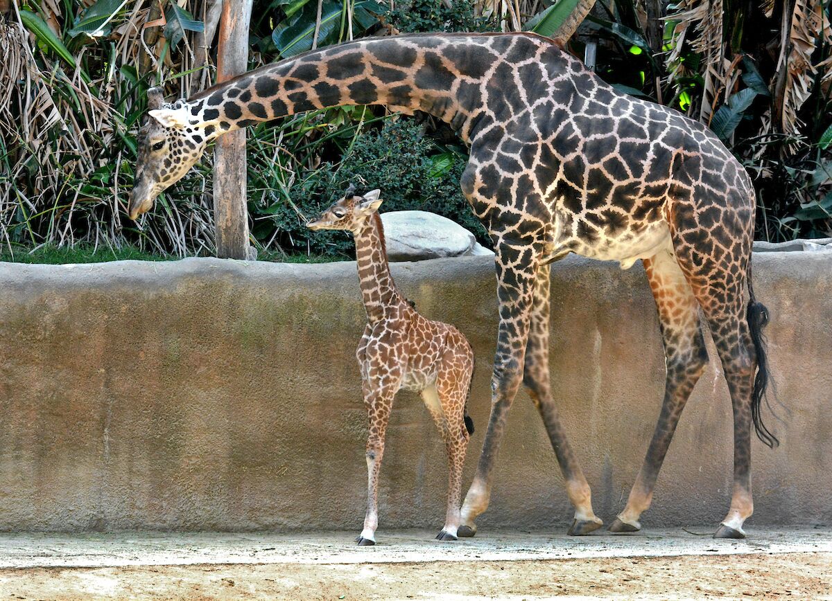 Phillip, a Masai giraffe, sticks close to his baby girl offspring born Oct. 5, at the L.A. Zoo.