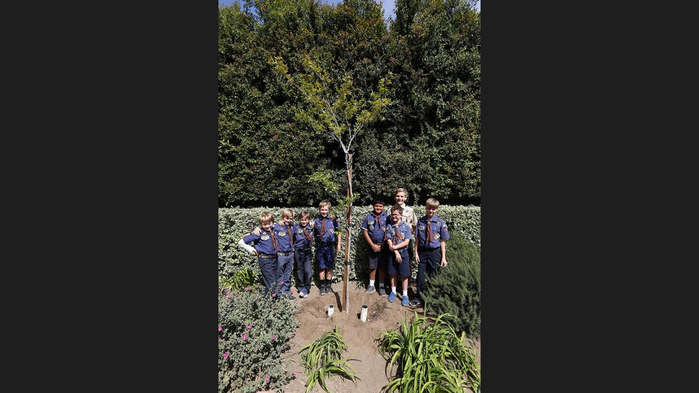 Photo Gallery: La Cañada Flintridge Webelos plant tree for Arbor Day