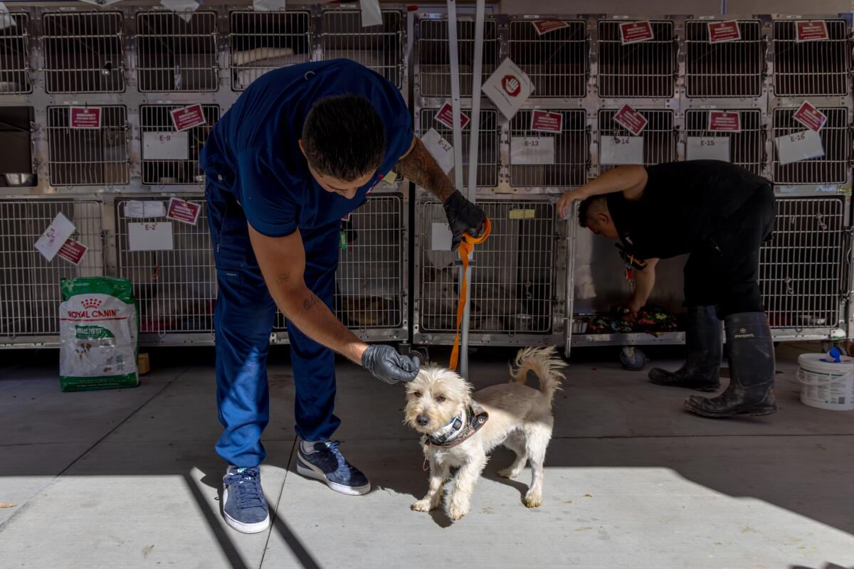 Walk With The Animals' Pet Walk Planned For Inland Empire Pet Owners