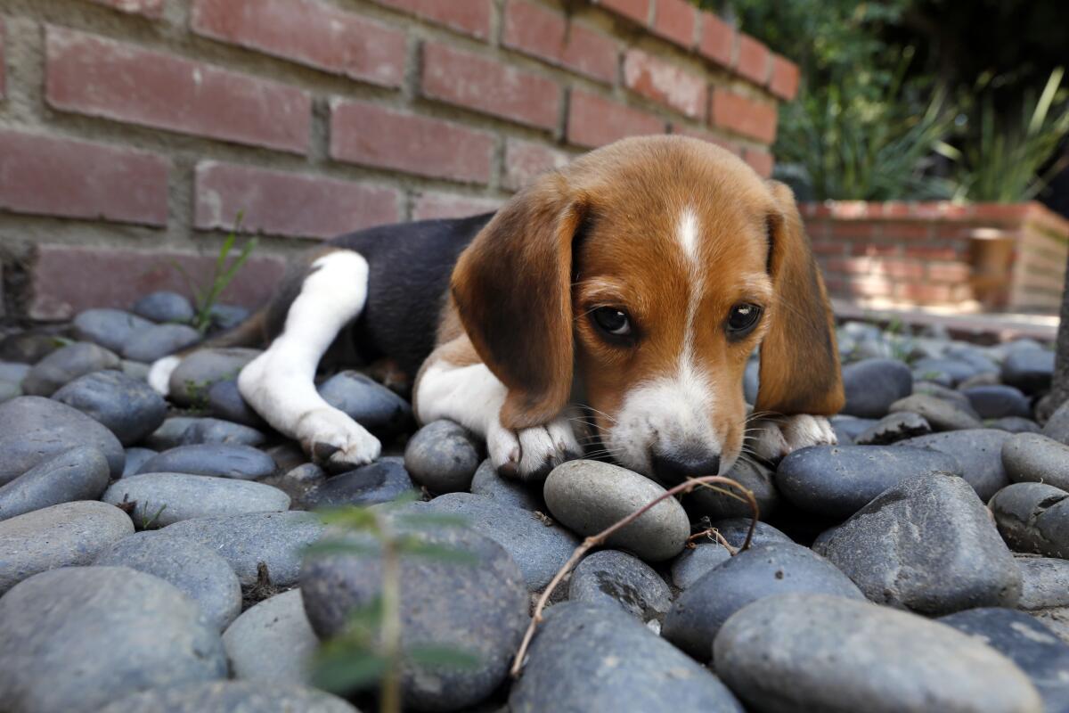 A beagle lying on small-rock ground cover 