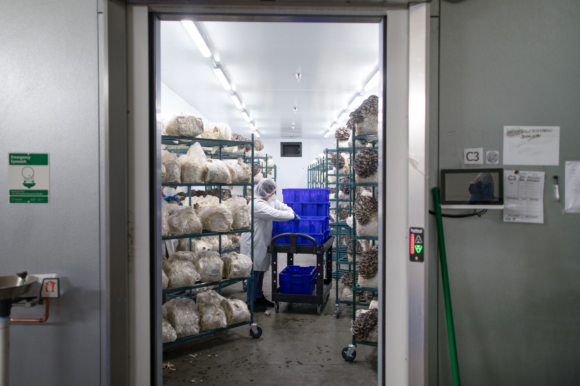 A person in lab coat, hair covering and face mask harvests mushrooms in a growing chamber at Smallhold.