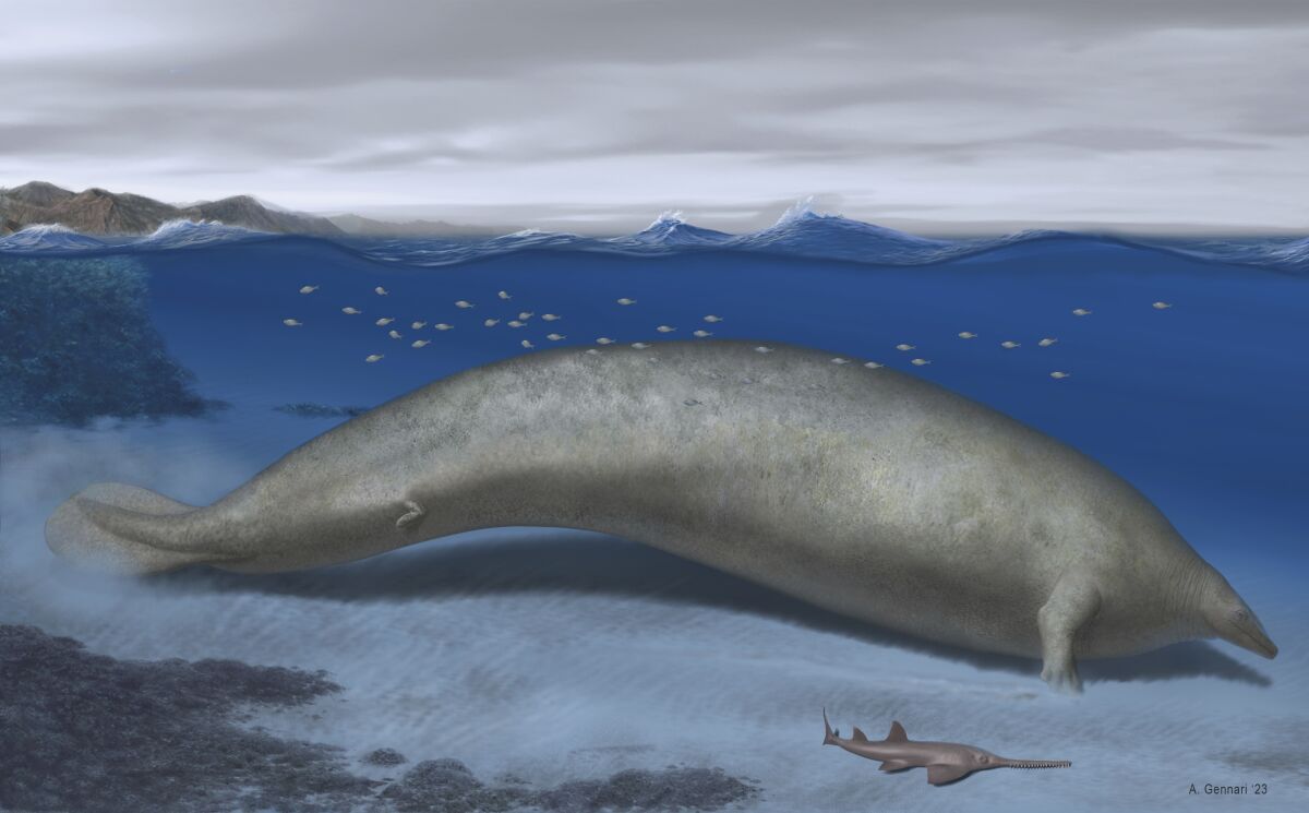 In this 2023 artist illustration by Alberto Gennari, Perucetus colossus is reconstructed in its coastal habitat, with an estimated body length: ~20 meters. A new species of ancient whale might be the heaviest animal ever found. Researchers describe the new species named Perucetus colossus, or the colossal whale from Peru," in the journal Nature on Wednesday, Aug. 2, 2023. (Alberto Gennari/Nature via AP)