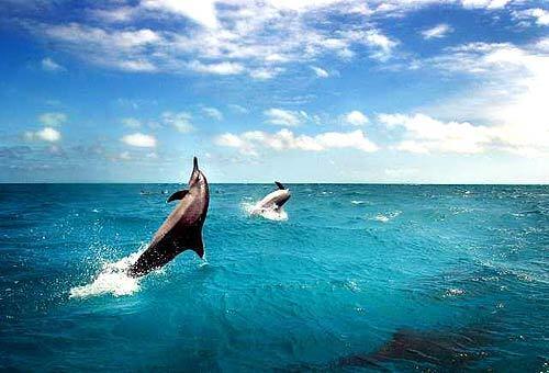 Spinner dolphins frolic near Midway Atoll, in a region rich in marine life that includes green turtles, monk seals and millions of nesting seabirds. President Bush this week created the world's largest marine protected area, 140,000 square miles of the Pacific Ocean, including the area around the atoll.