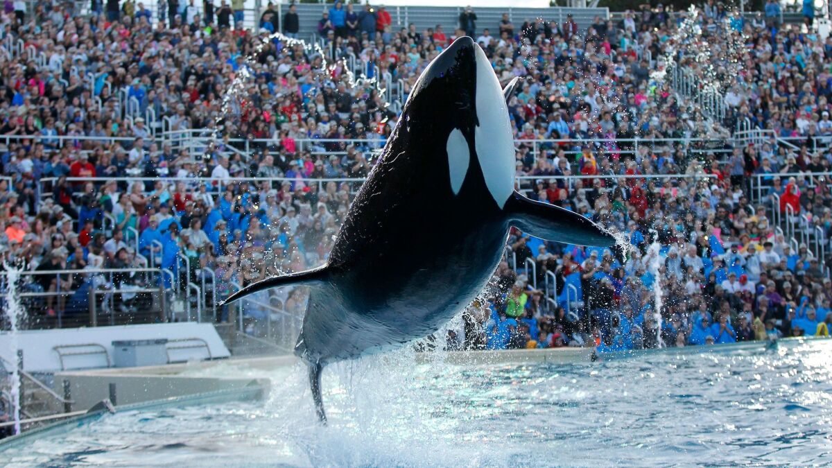 An orca performs during the final Shamu show, One Ocean at Sea World San Diego on Sunday.