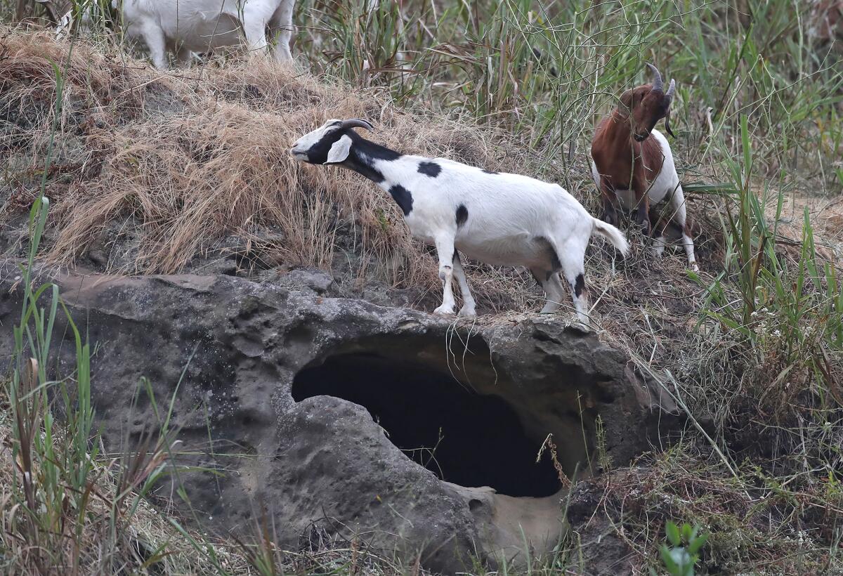 A fire mitigation goat herd munch on the underbrush on a hillside near the Laguna Art-A-Fair in Laguna Beach on May 29.