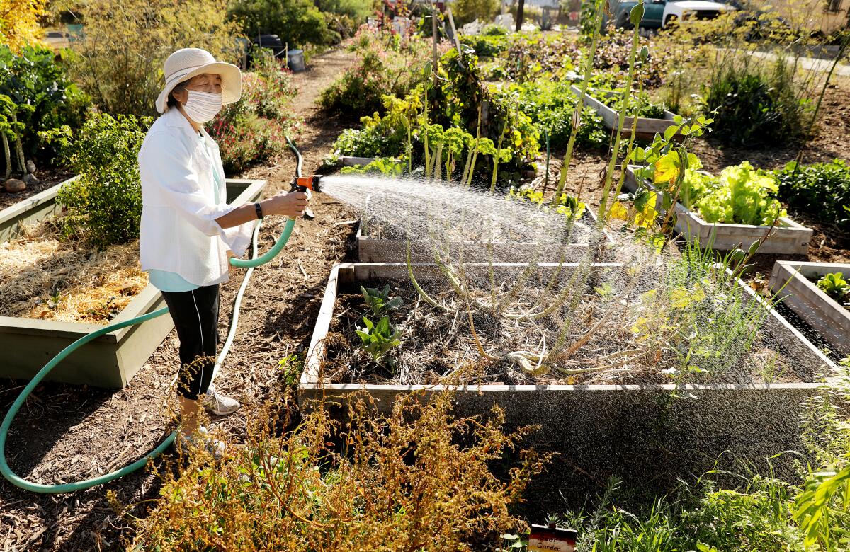 Volunteer Grace Yamamura waters plants at L.A. Green Grounds. 