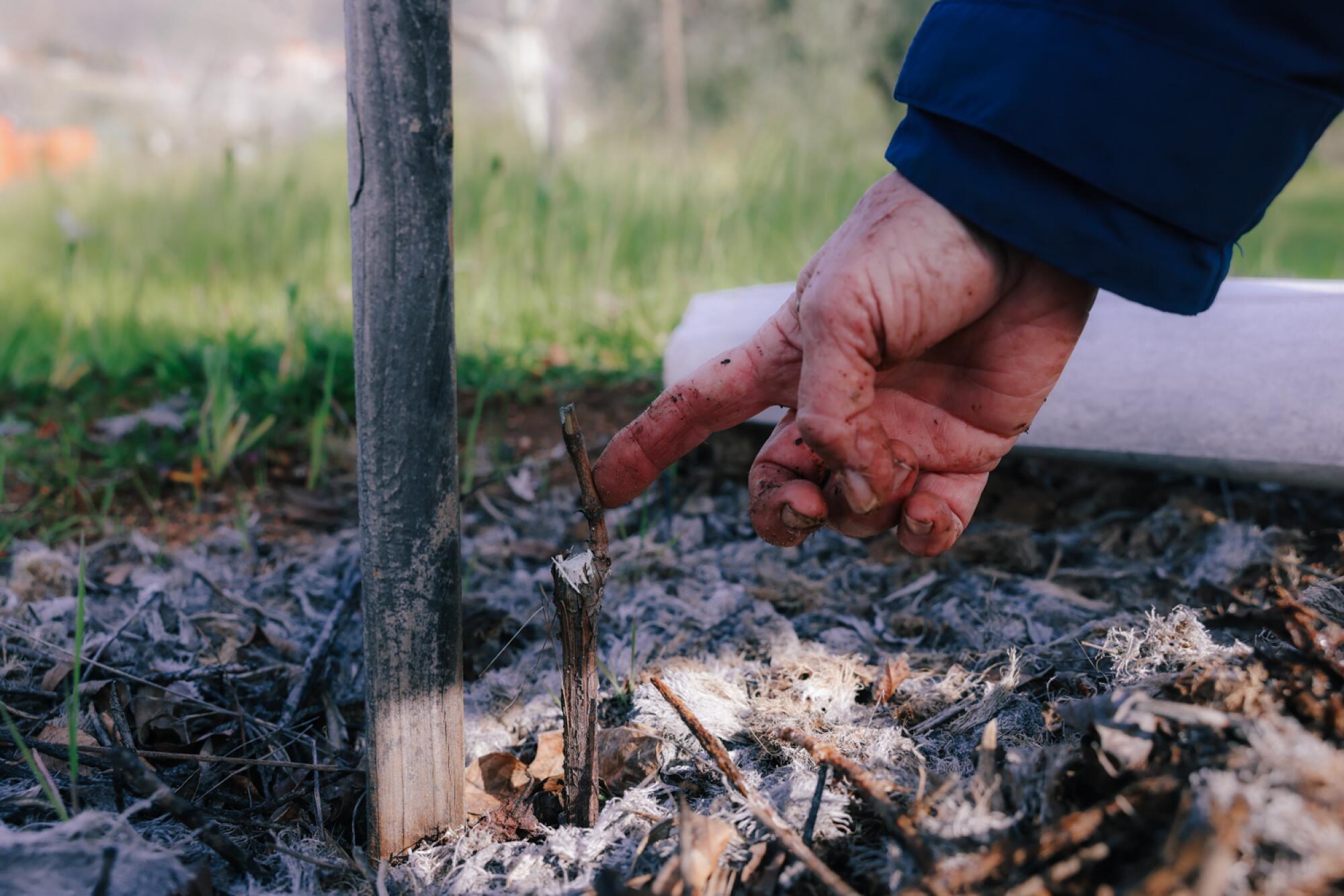 A hand pointing to a new vine growing out of the ground with dried yucca plant around it.