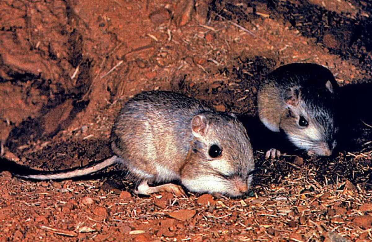 Two small rats on a patch of brown earth