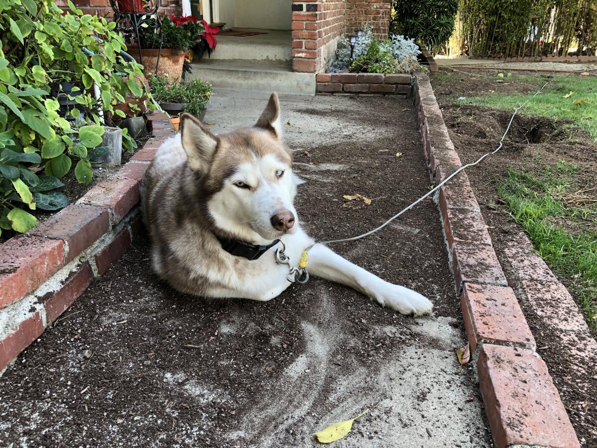 The pet wolf dug up the yard, then lay down in the mud.