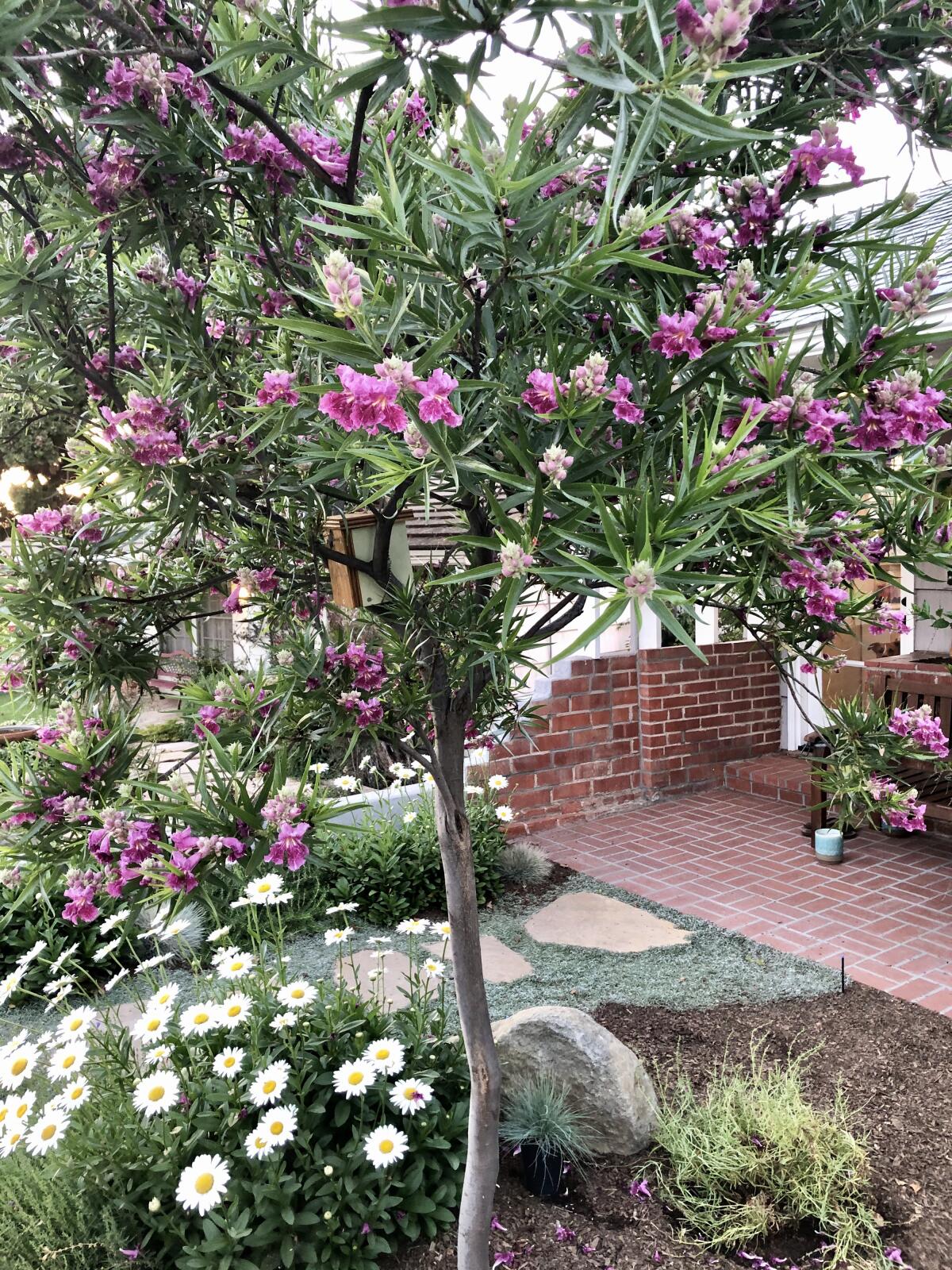 A desert willow tree blooms with pink flowers.