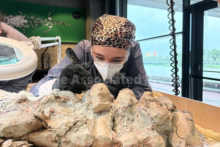 Tatyana Kozyk limpia el esqueleto de un mastodonsauro, un enorme anfibio que caminó por la Tierra hace 240 millones de años, en el Centro de Ciencias Copérnico en Varsovia, Polonia, el 21 de julio de 2026. (Foto AP/Claudia Ciobanu)