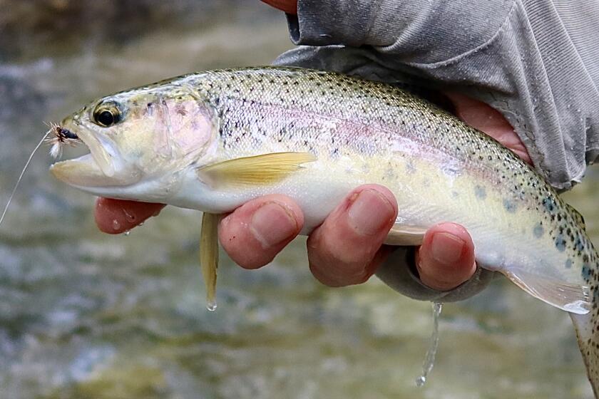 A person holds a rainbow trout, a fish with spots and a vertical pinkish stripe.