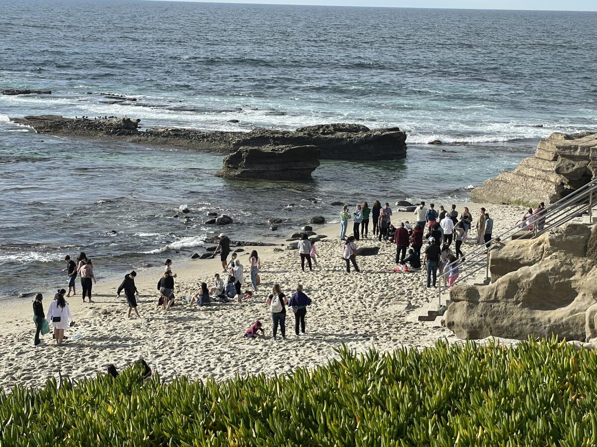 People congregate near seals on the beach on the south side of the Children’s Pool in La Jolla on Feb. 26.