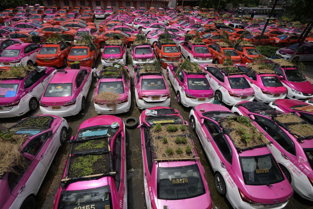 Miniature gardens are planted on the rooftops of unused taxis parked in Bangkok, Thailand, Thursday, Sept. 16, 2021. Taxi fleets in Thailand are giving new meaning to the term “rooftop garden,” as they utilize the roofs of cabs idled by the coronavirus crisis to serve as small vegetable plots and raise awareness about the plight of out of work drivers. (AP Photo/Sakchai Lalit)