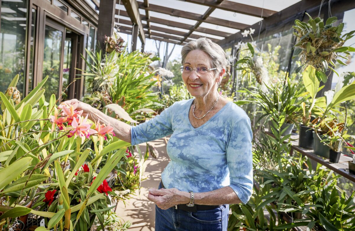 A woman displays a hybrid orchid with sunset-colored blooms in a shade house at her home.
