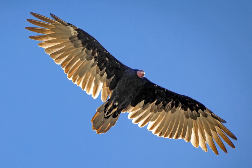 A turkey vulture, also known as a turkey buzzard, circles above a group of rppell's and cape vultures feasting on a rat, August 21, 2019, at the San Diego Zoo Safari Park, near Escondido, California. Vulture Awareness Weekend will be held at the park, August. 31 through September 2.
