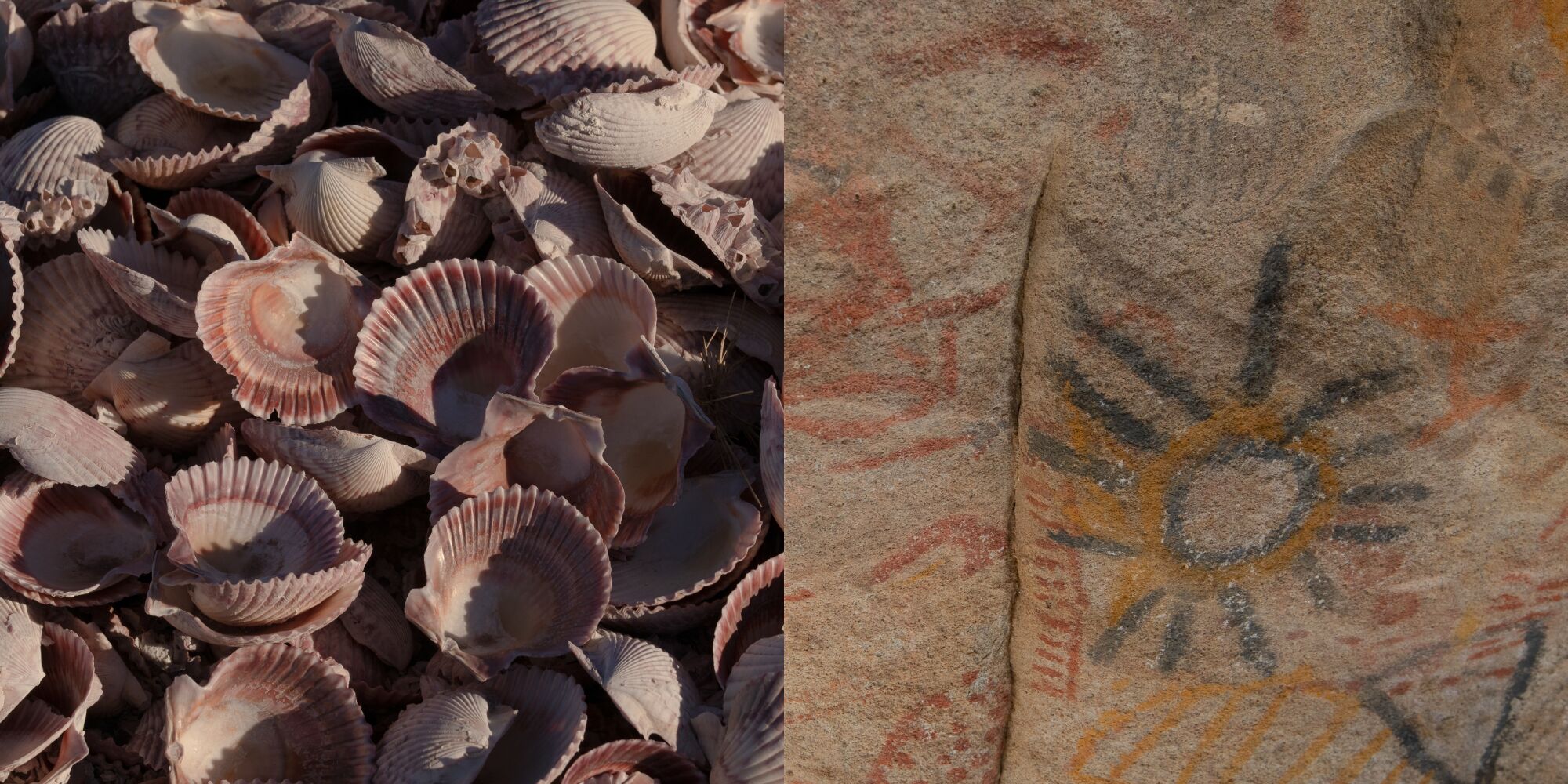 Two photos side by side showing a close up of many scallop shells, left, and ancient drawings on a cave wall, right.