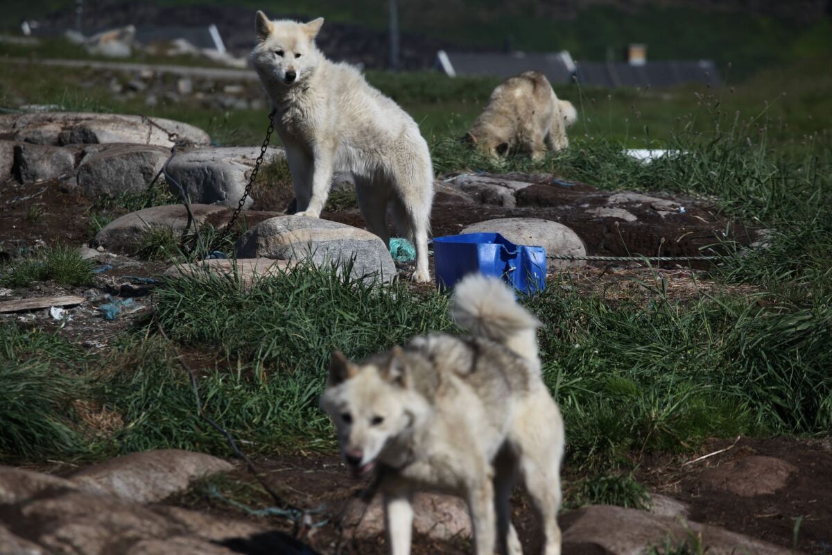 Scientists analyzed a 35,000-year-old rib bone from a wolf and found the animal shared genes with present-day dog breeds such as Siberian huskies and these Greenland sled dogs, photographed in 2011 in Qeqertarsuaq, Disko Island, Greenland.