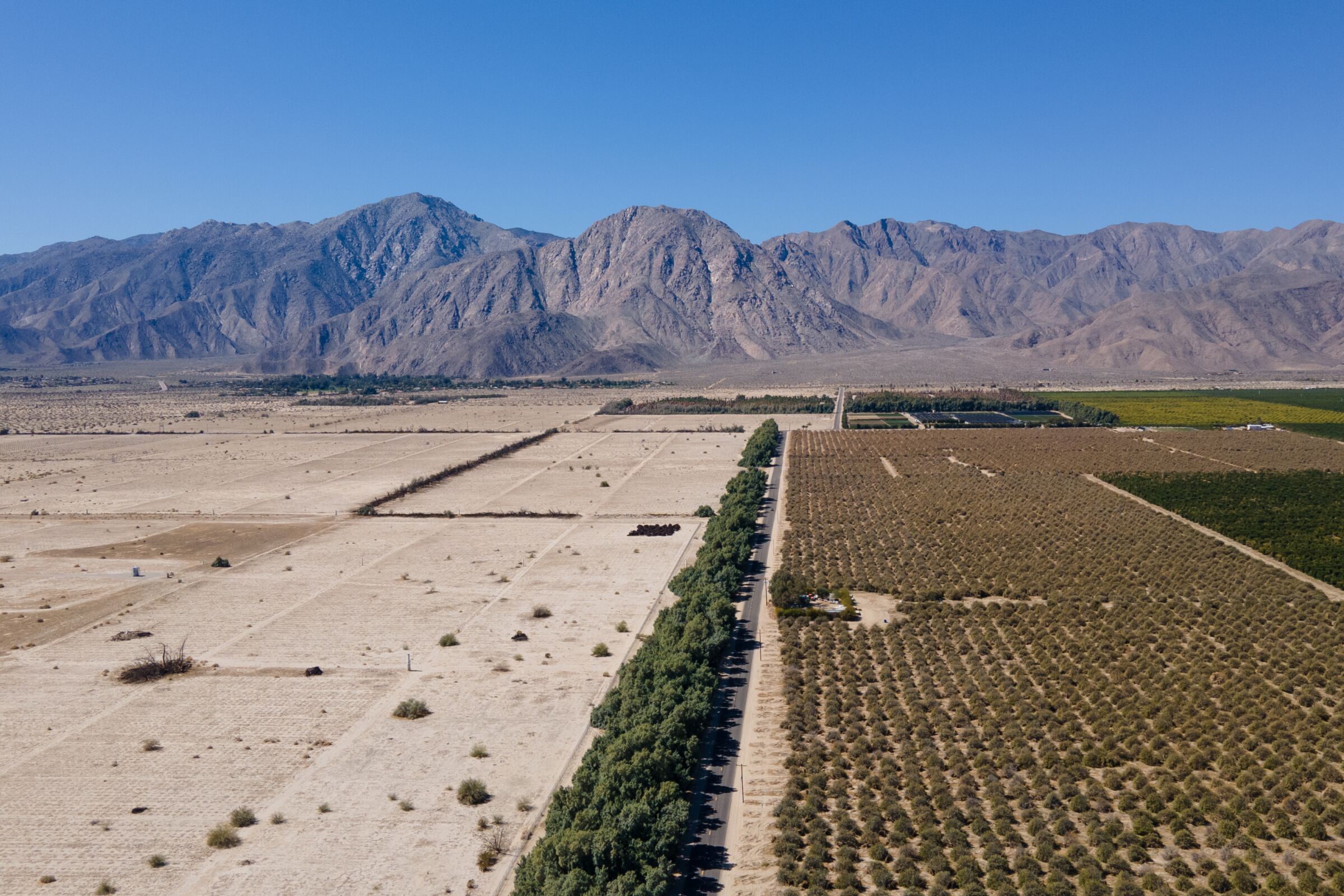 Tamarisk flourish separating a citrus grove and dryer landscape on Tuesday, March 8, 2022 in Borrego Springs, CA.