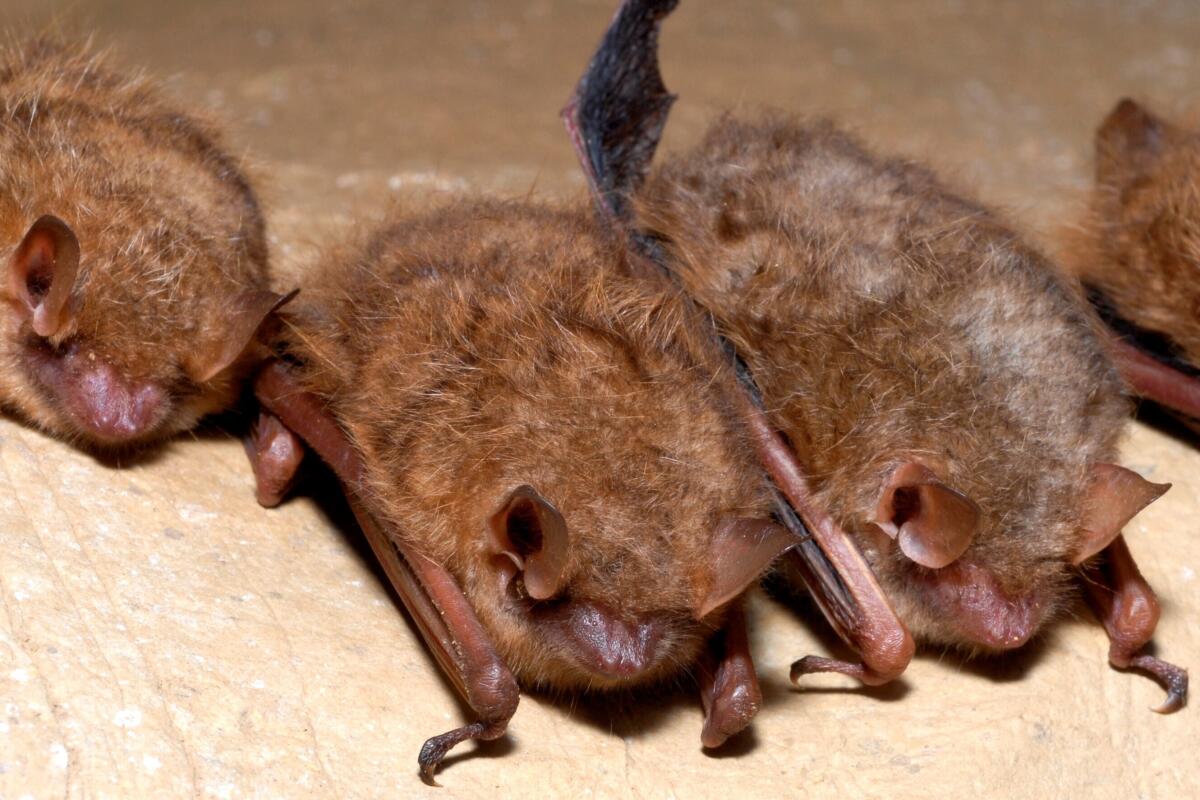 Roosting tricolored bats