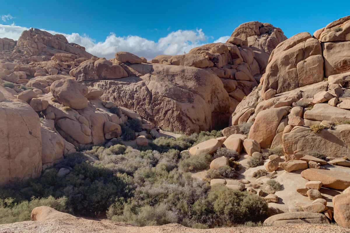 Rocks near Skull Rock and the Jumbo Rocks at Joshua Tree National Park.