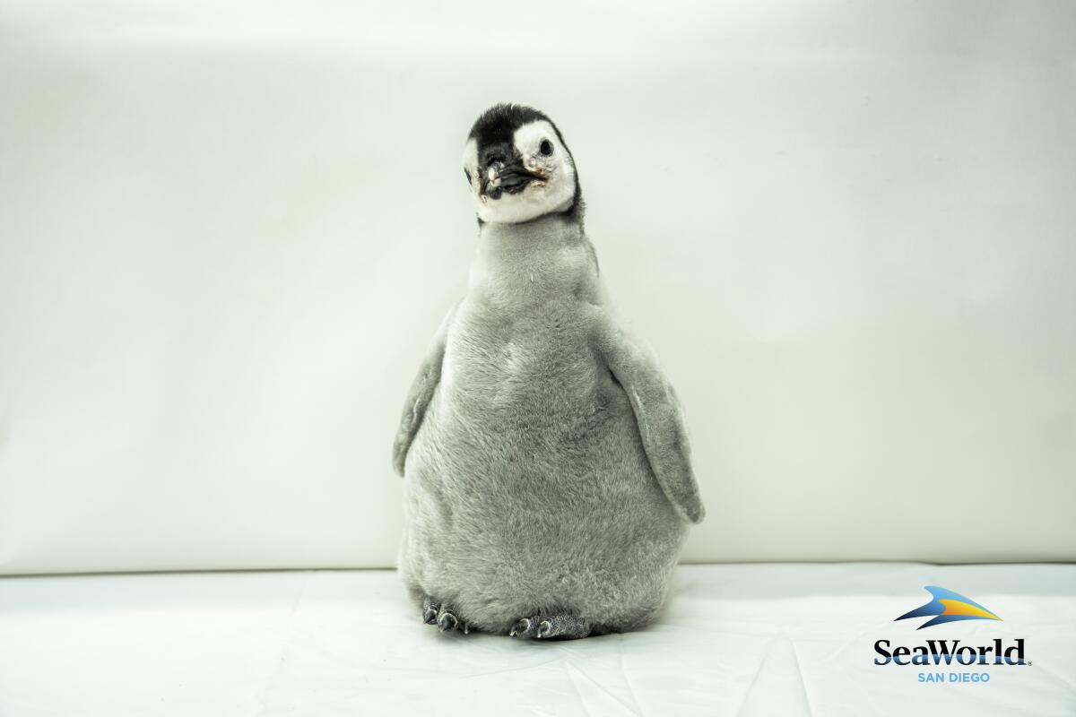 Pearl, the penguin chick.