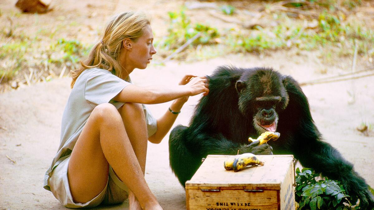 The new documentary "Jane," on National Geographic, takes a look at the early work of primate expert Jane Goodall.