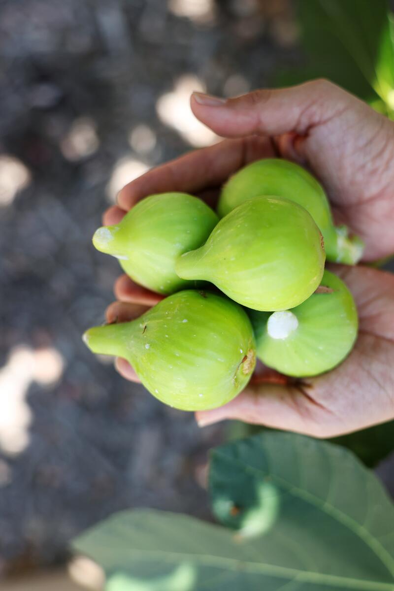 Two cupped hands hold green figs