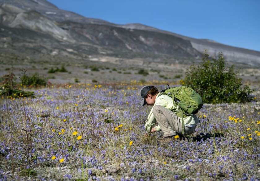 Researcher Rebecca Evans on Mt. St. Helens
