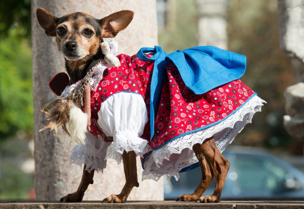Where to celebrate Oktoberfest in Los Angeles. Pictured is a dog dressed in traditional Bavarian attire in Straubing, Germany, during Oktoberfest.