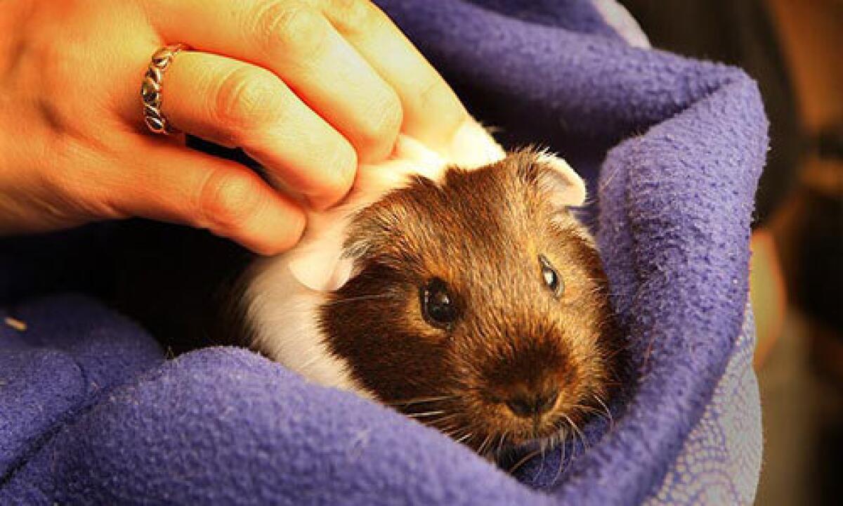 Guinea pig rescue groups say they are seeing a rise in abandoned guinea pigs. They work to find them a forever home.