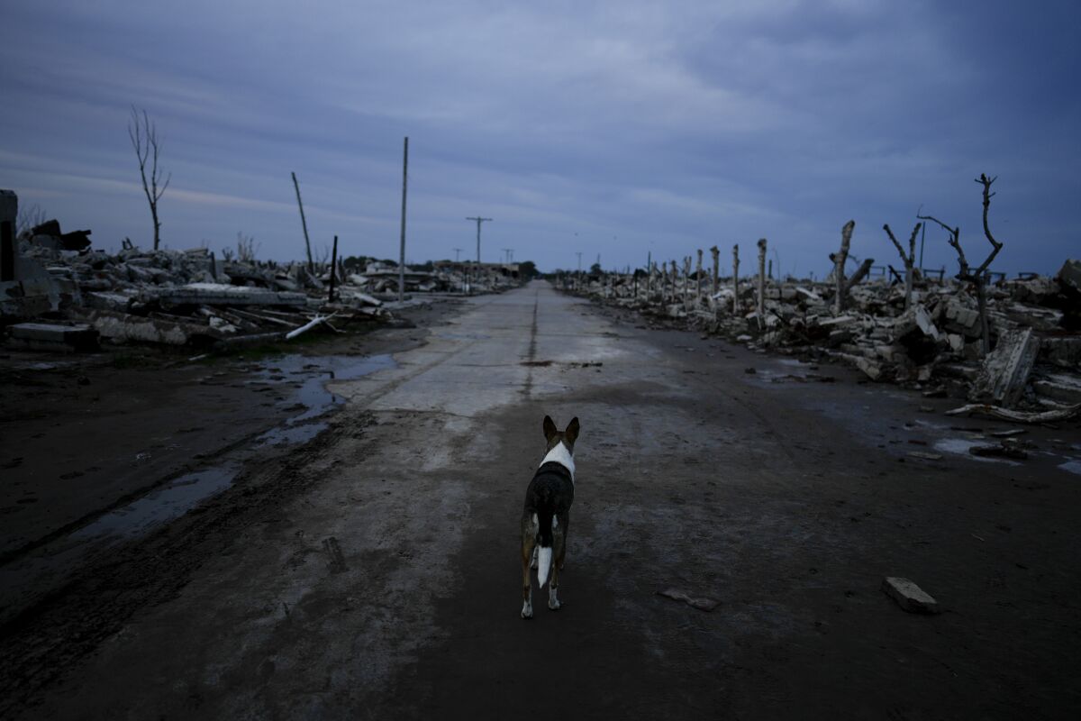 A street dog walks at dusk through the abandoned Villa Epecuen, Argentina, Saturday, Sept. 11, 2021. The Argentine spa town was a mecca of tourism for much of the 20th century, until the adjoining lake poured through a broken embankment in 1985 and destroyed hotels, restaurants and other buildings. (AP Photo/Natacha Pisarenko)